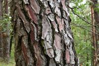 Pinus pinaster
