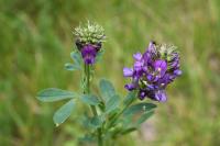 Medicago sativa