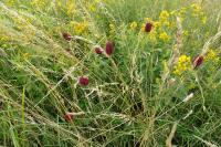 Sanguisorba officinalis