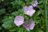 Malva alcea