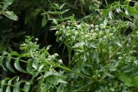 Helosciadium nodiflorum