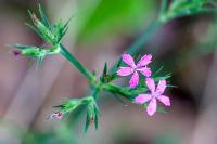 Dianthus armeria