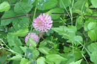 Trifolium pratense