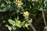 Astragalus glycyphyllos