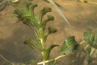 Potamogeton perfoliatus
