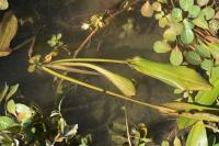 Potamogeton nodosus