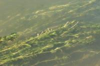 Potamogeton perfoliatus