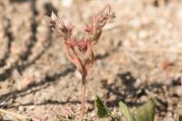 Sedum rubens