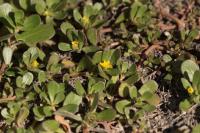 Portulaca oleracea