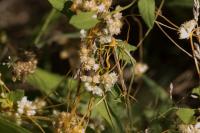 Cuscuta campestris