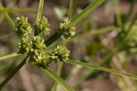 Cyperus eragrostis