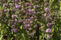 Mentha pulegium