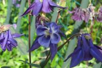 Aquilegia vulgaris