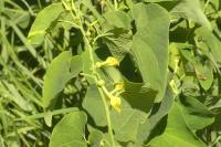 Aristolochia clematitis