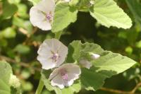 Althaea officinalis