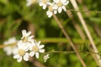 Achillea ptarmica