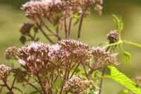 Eupatorium cannabinum