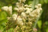 Filipendula ulmaria