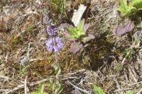 Mentha pulegium
