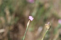 Petrorhagia prolifera