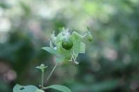 Silene baccifera
