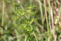 Euphorbia stricta