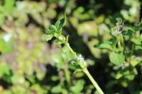 Veronica beccabunga