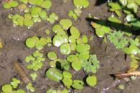 Spirodela polyrhiza