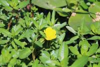Ludwigia peploides