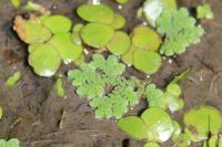 Azolla filiculoides