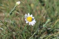 Cladanthus mixtus