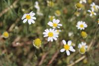 Matricaria chamomilla