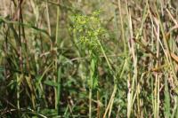 Euphorbia stricta