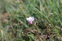 Linum appressum
