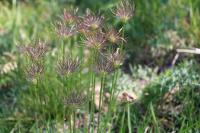 Pulsatilla vulgaris