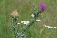 Onopordum acanthium
