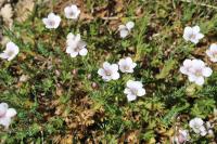 Linum appressum