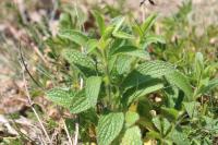 Stachys recta