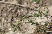 Fumana procumbens