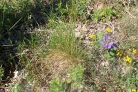 Festuca lemanii