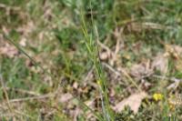 Brachypodium rupestre