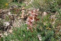 Orobanche amethystea