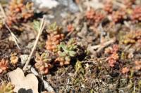 Sedum album