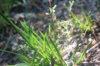 Catapodium rigidum