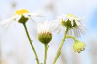 Erigeron annuus