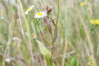 Erigeron annuus