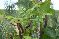 Fraxinus excelsior