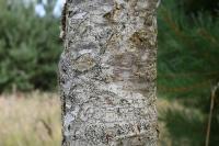 Torminalis glaberrima