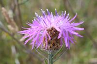 Centaurea decipiens