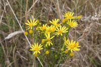 Jacobaea vulgaris